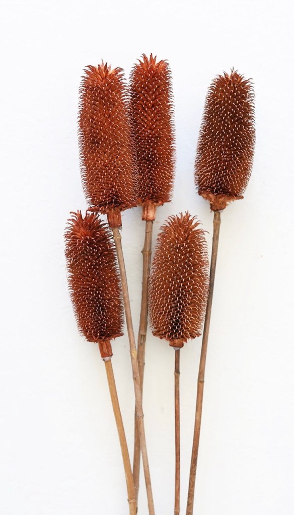 Rust floral terracotta floral brown dried floral natural dried florals